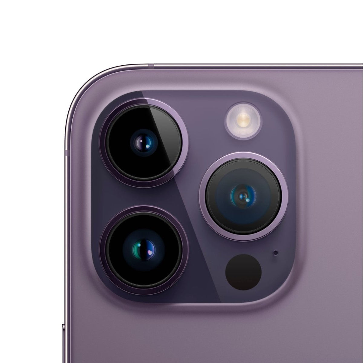 #PURPURA